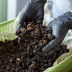 TerraWise Vermicompost 5 KG