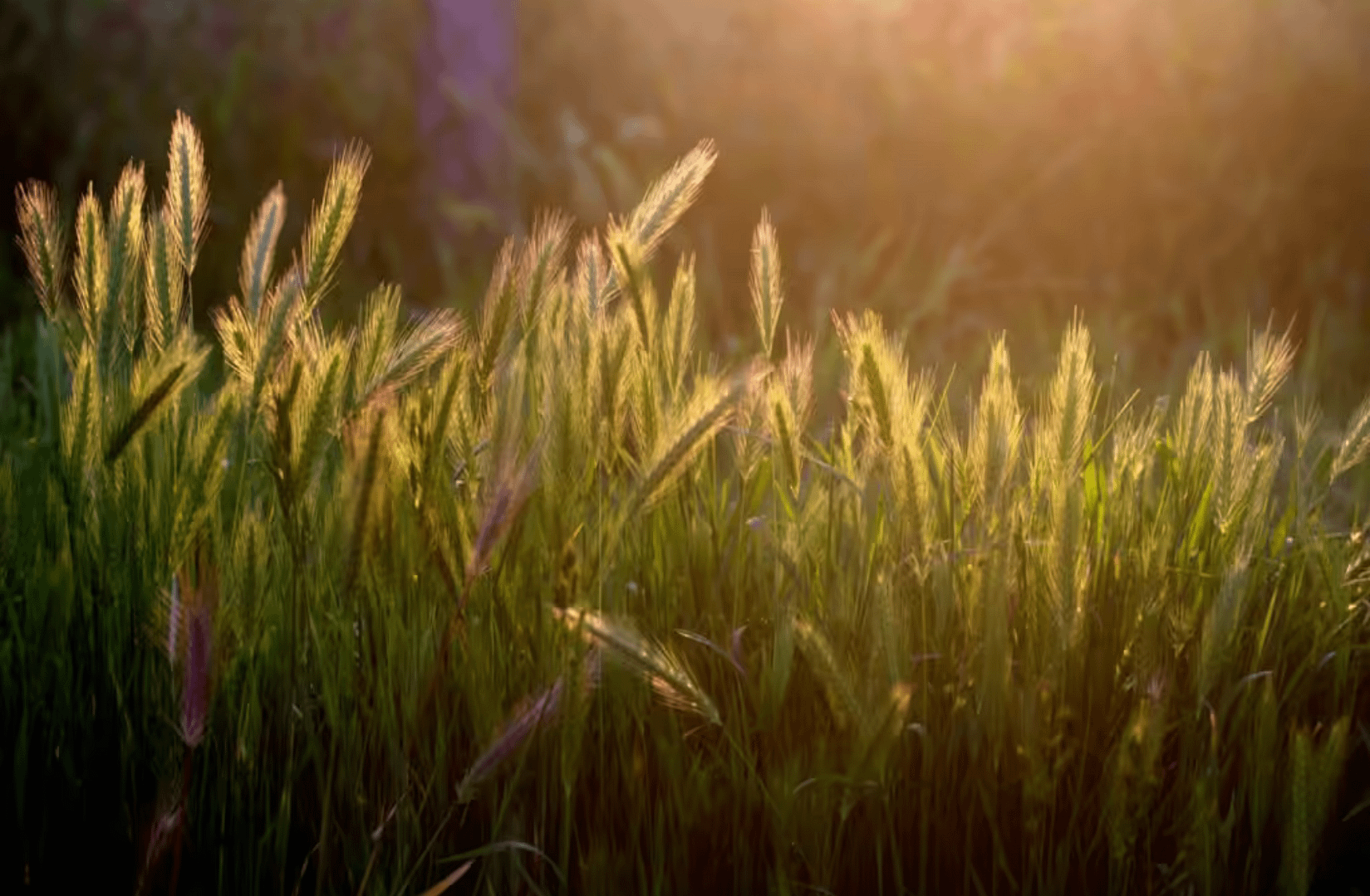 Organic Certification