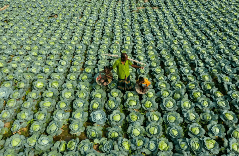 Conventional vs. Organic Farming