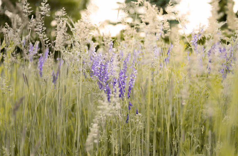 Cover Crop