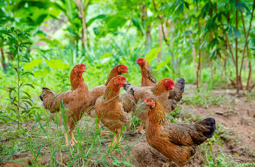 Livestock Management