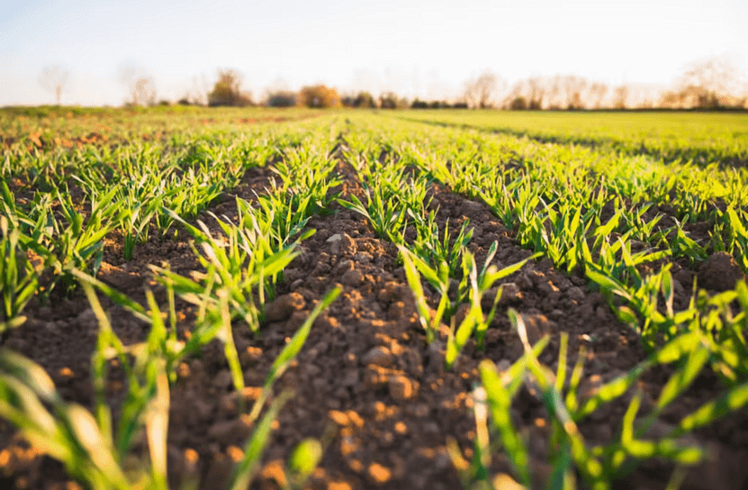 Soil Health